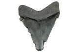 Serrated, Chubutensis Tooth - Megalodon Ancestor #259574-1